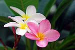 Plumeria 01 - s